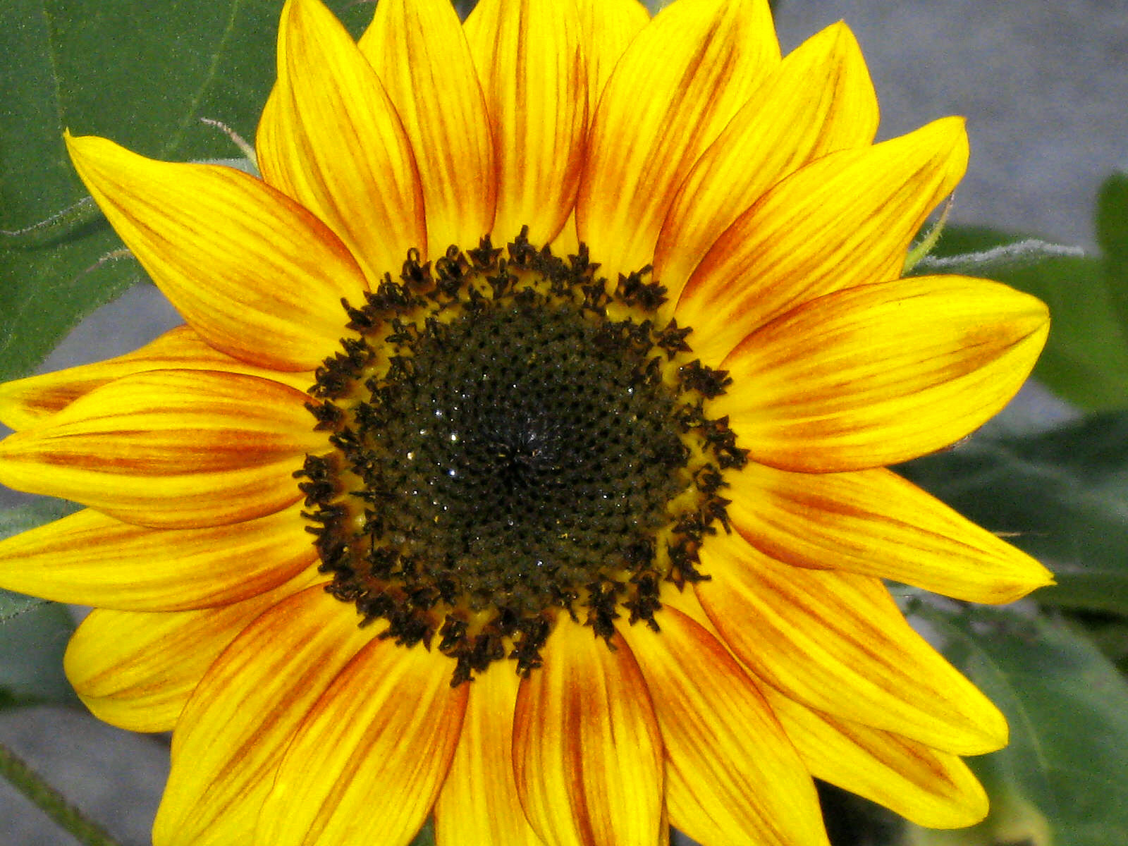 sunflower1c.jpg