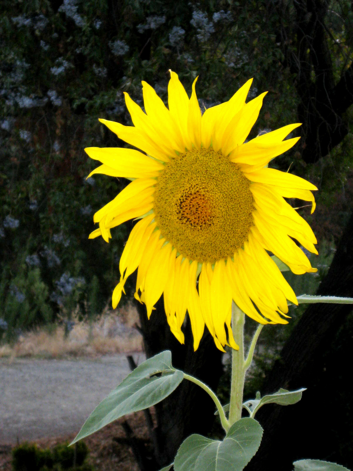 sunflower2a.jpg