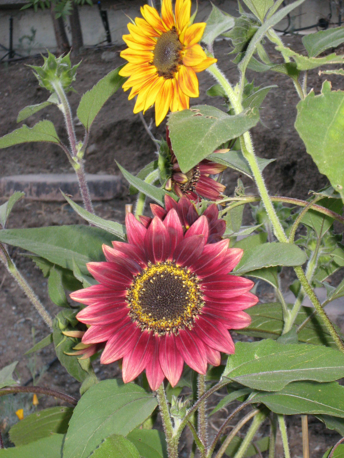 sunflower3.jpg